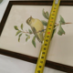 Lithograph hippolais icterina vintage bird (19x27cm)
