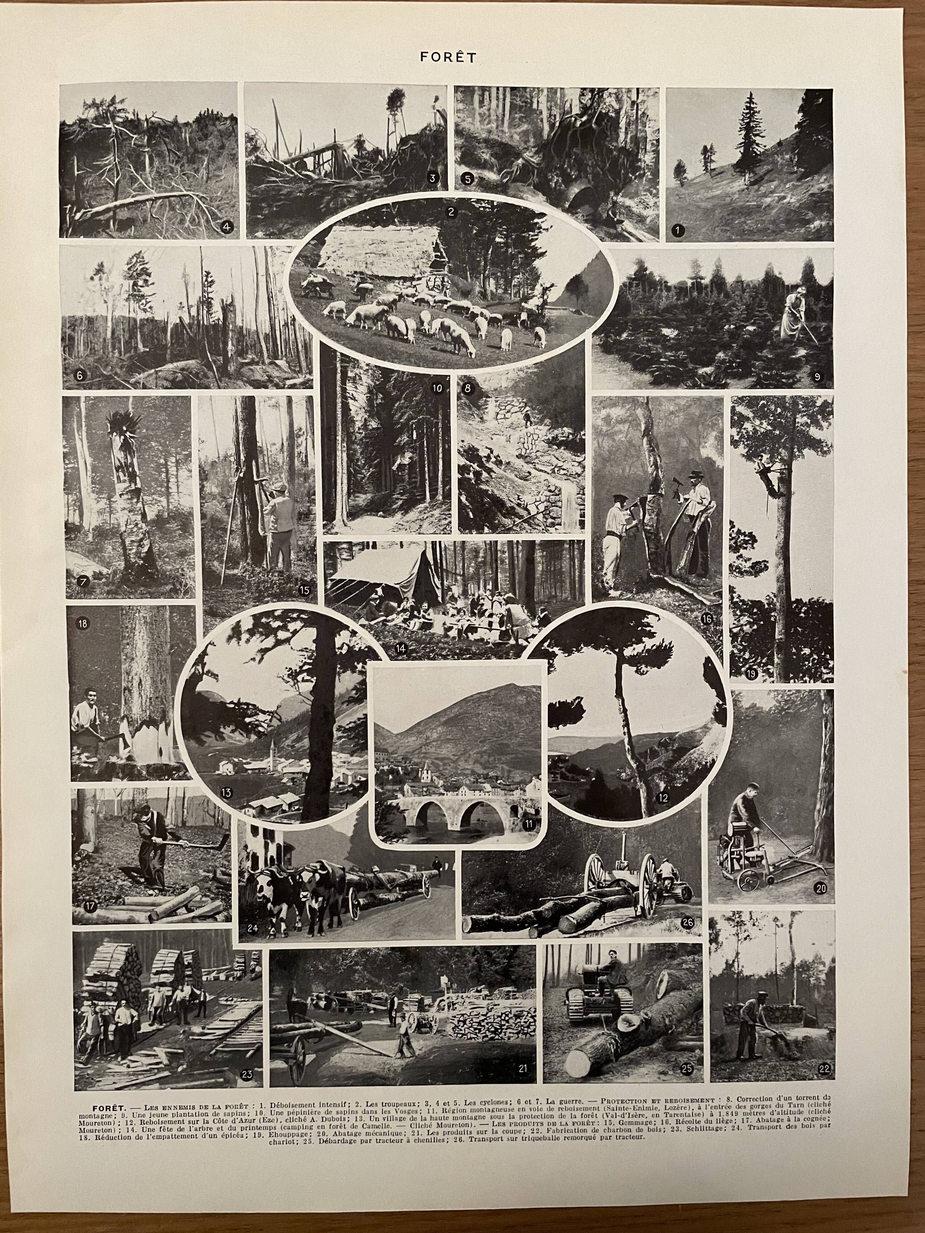 Lithographie gravure sur la forêt de 1928 (Épicéa)