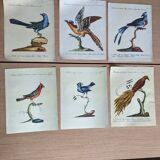 6 bird illustrations