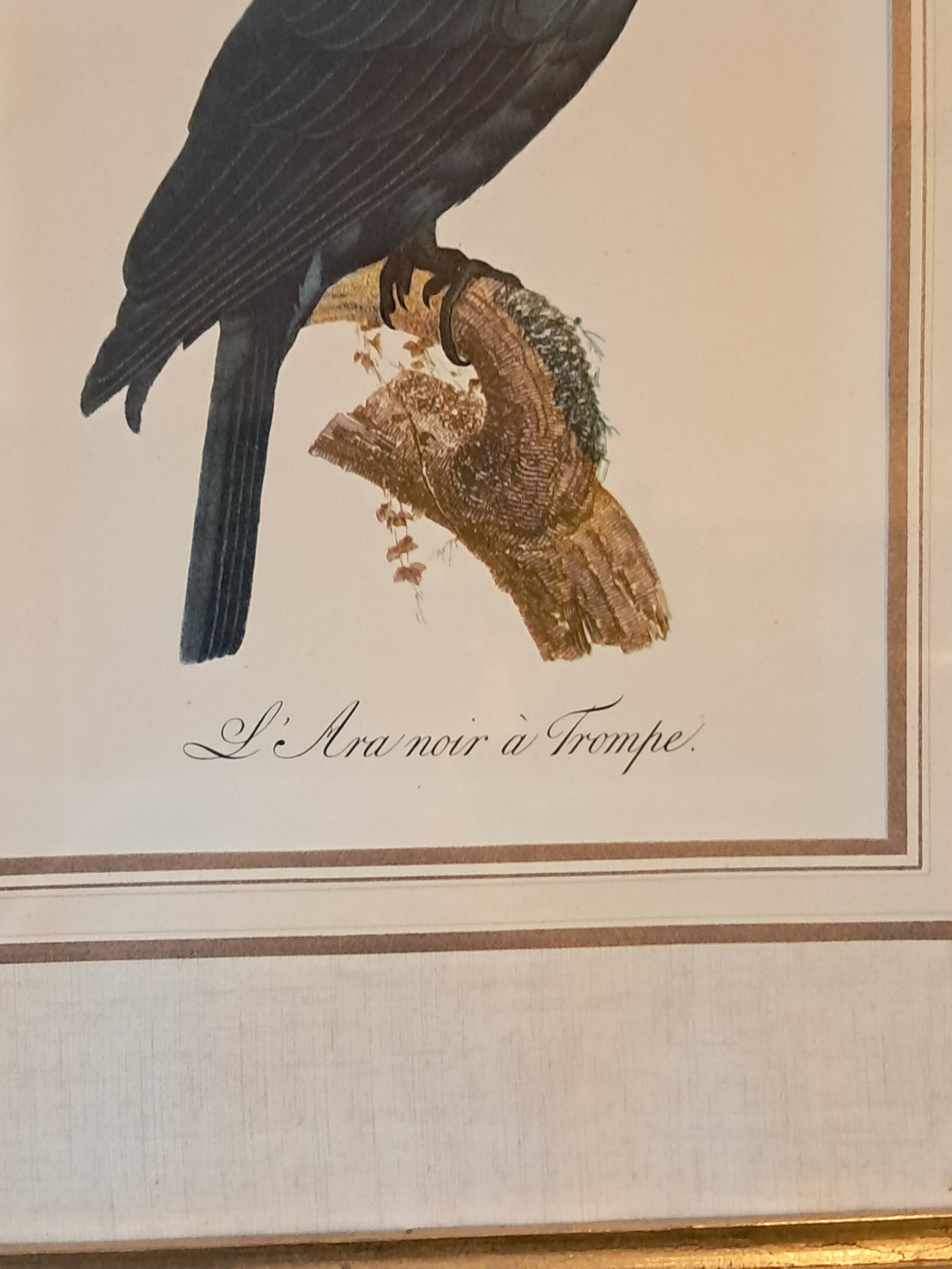 Three Impressions of Tropical Birds by Barraband