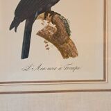 Three Tropical Bird Prints by Barraband