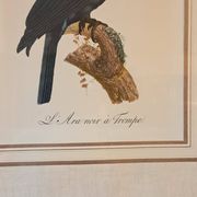 Trois Impressions D’oiseaux Tropicaux Par Barraband