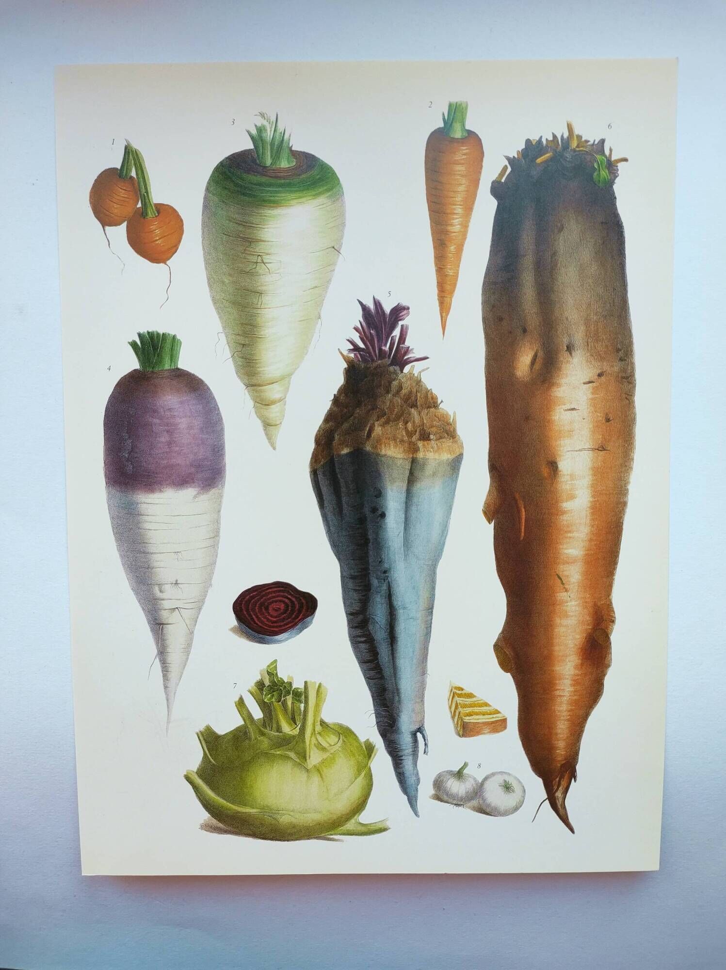 Garden Vegetable Illustration - Vintage Botanical Vegetable Garden Illustration Vilmorin - Red Carrot
