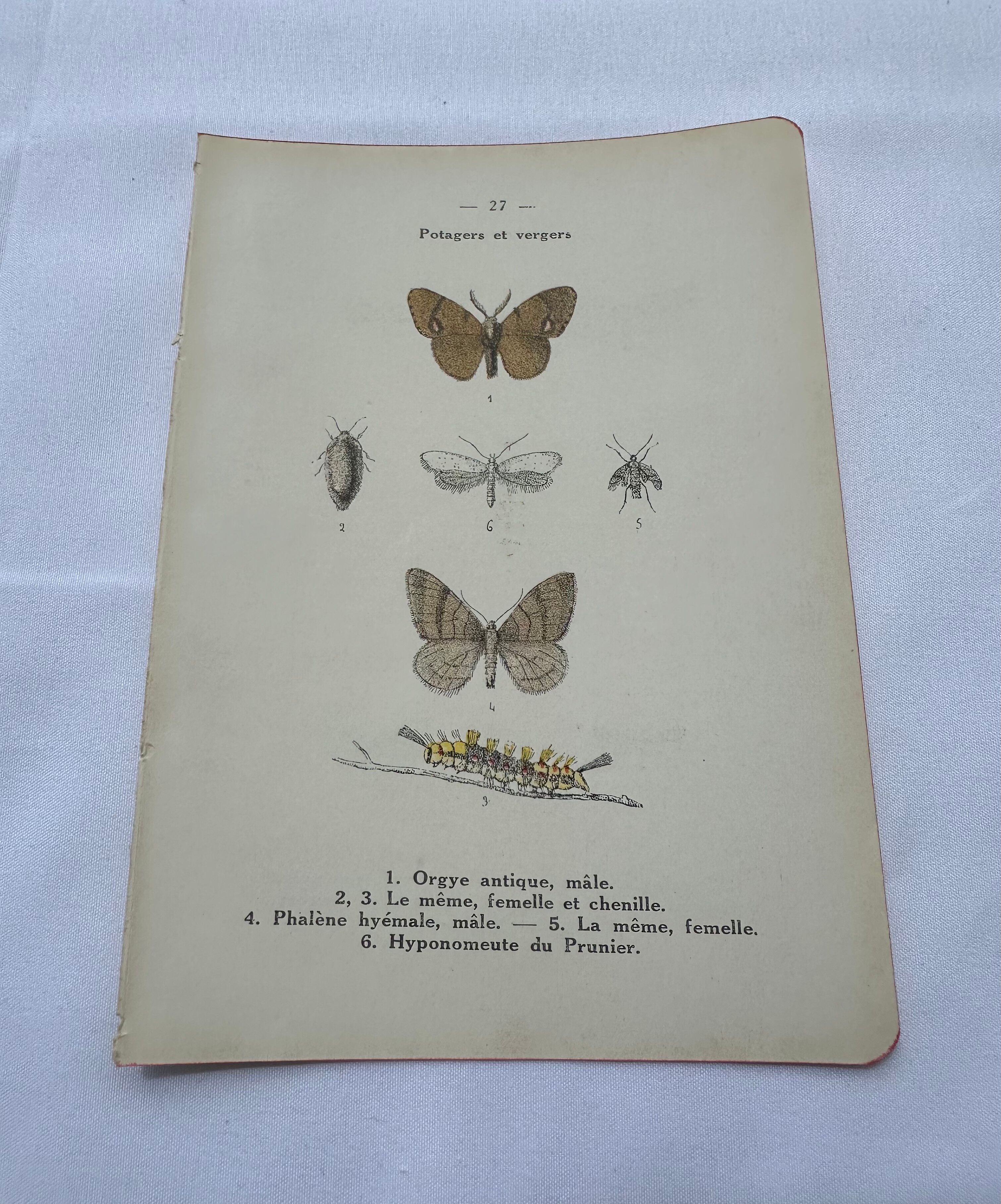 Naturalist plate insect entomology old lithograph