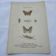 Naturalist plate insect entomology old lithograph