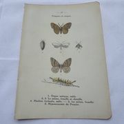 Naturalist plate insect entomology old lithograph