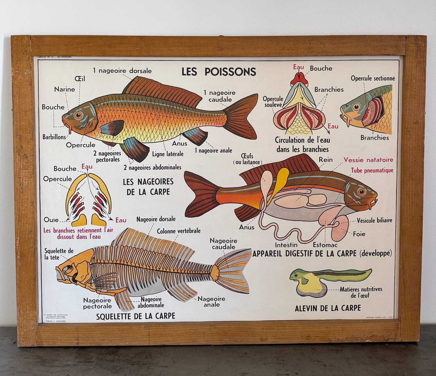 Vintage double-sided school poster “THE BEE / THE FISH”