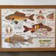 Vintage double-sided school poster “THE BEE / THE FISH”
