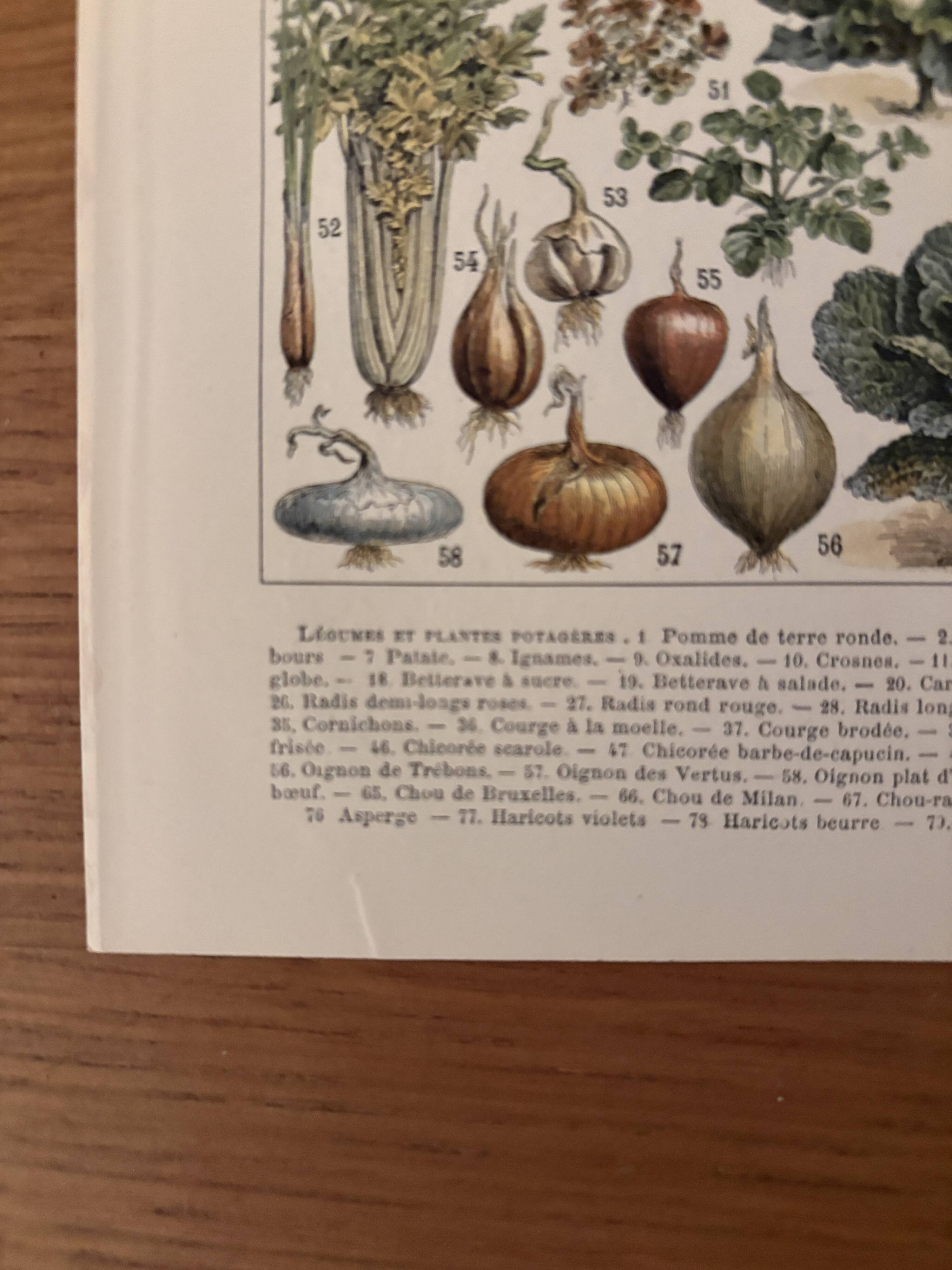 Old illustrated plate on vegetables and garden plants (1900)