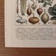 Old illustrated plate on vegetables and garden plants (1900)