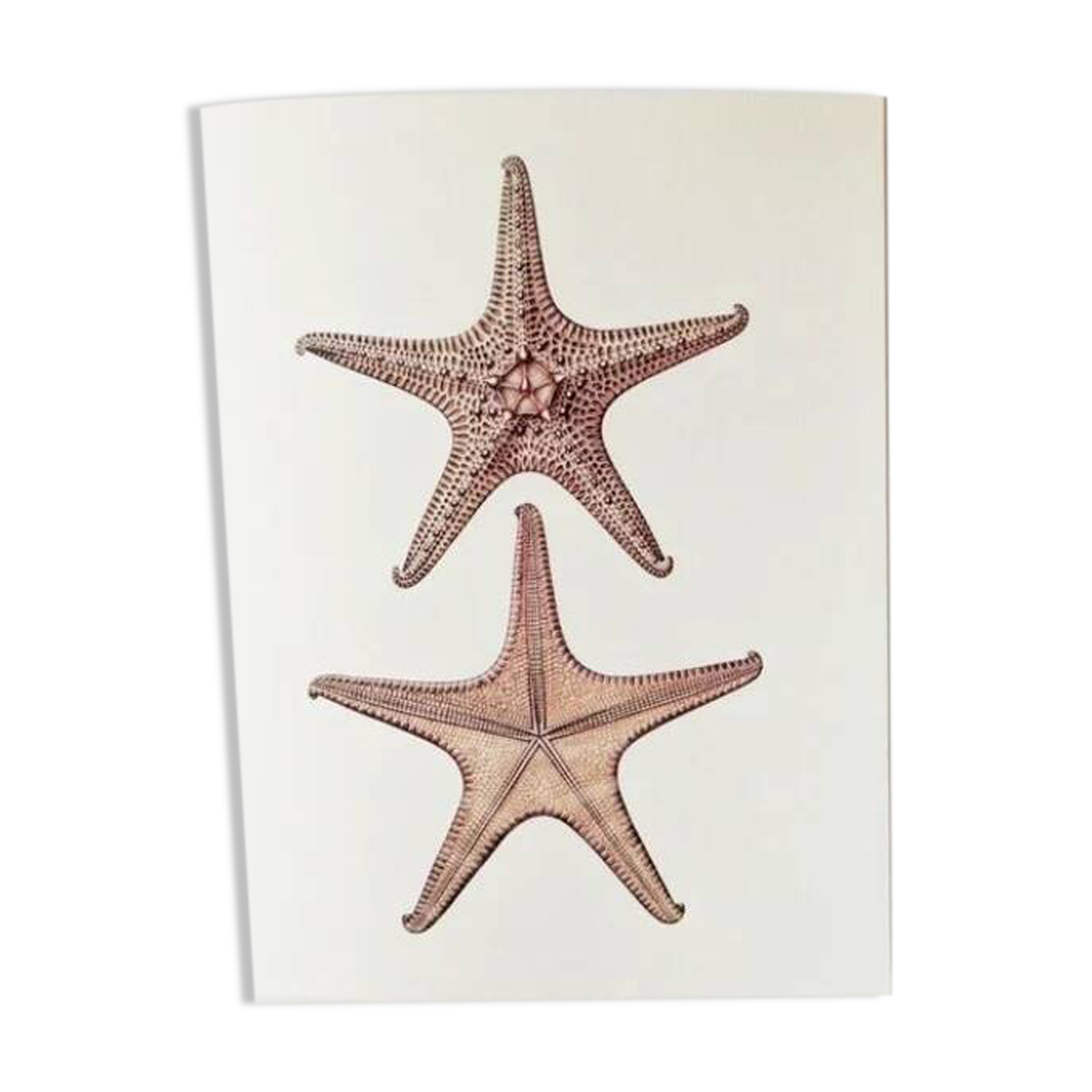 Bestiary plates from the Natural History Museum The starfish