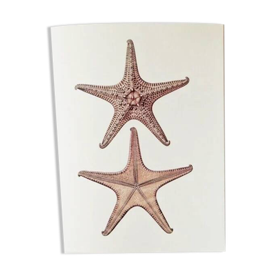 Planches de bestiaire museum d'histoire naturelle Les étoiles de mer
