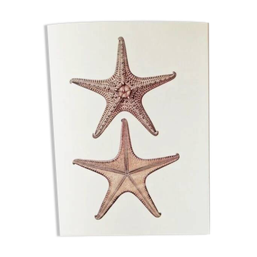 Planches de bestiaire museum d'histoire naturelle Les étoiles de mer