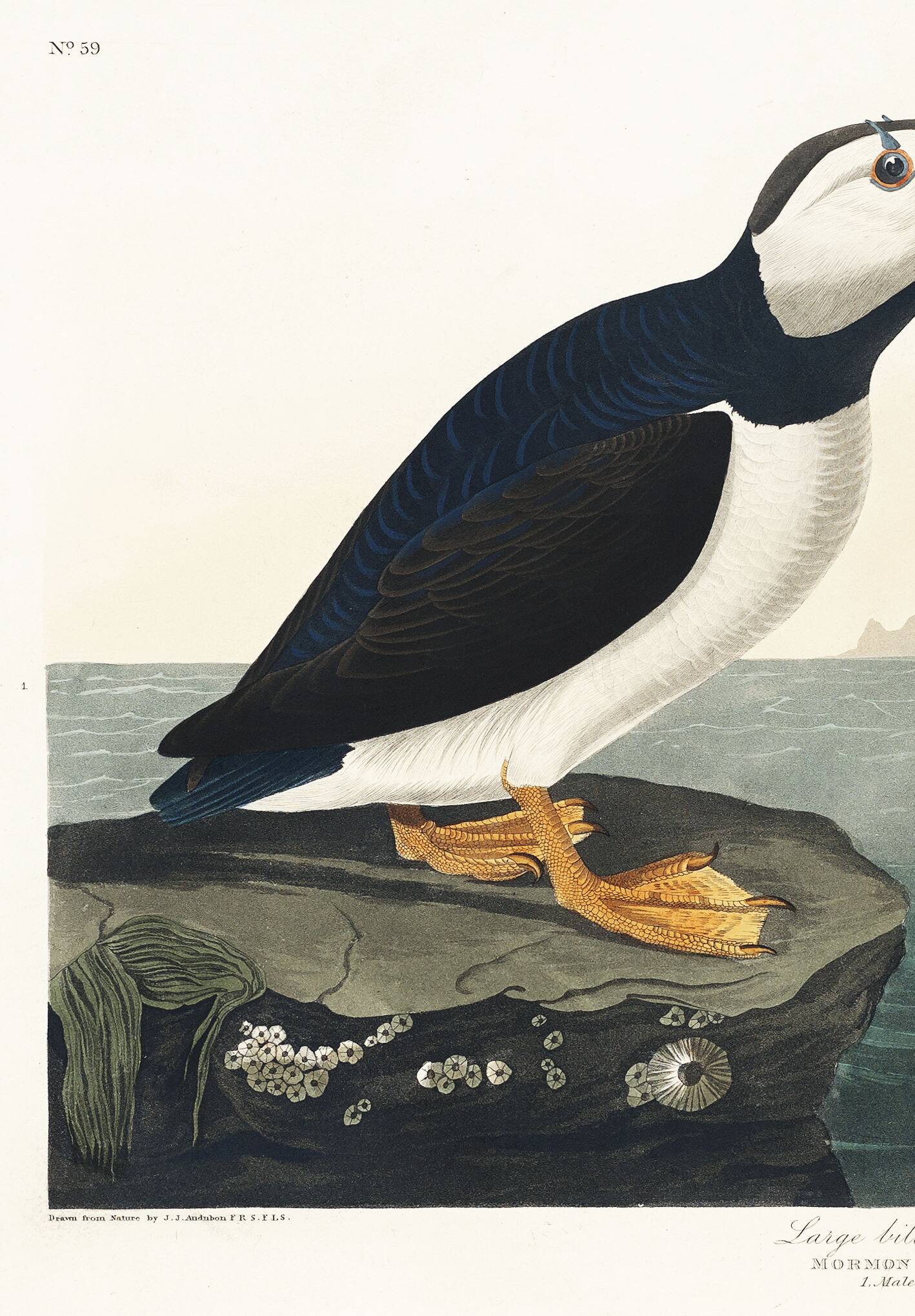 Poster about the Atlantic Puffin, based on an old engraving from 1827.