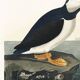 Poster about the Atlantic Puffin, based on an old engraving from 1827.