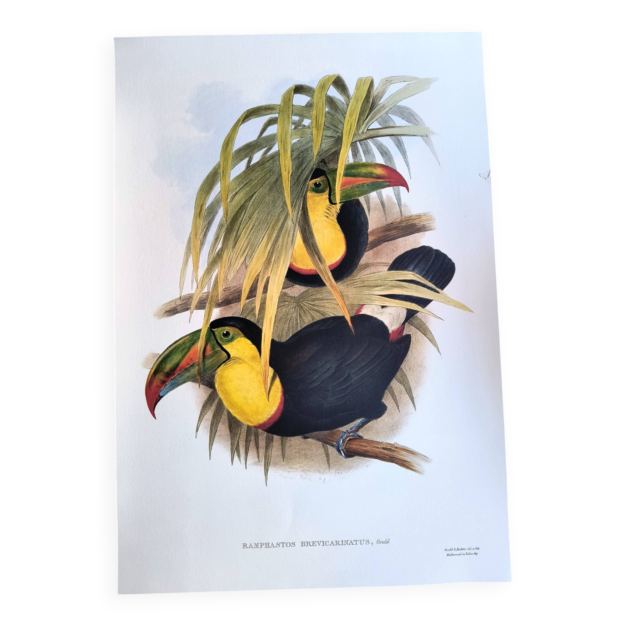 Illustration. Keel-billed Toucan by J. Gould – 33x49 cm – Antique bird print