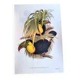 Illustration. Keel-billed Toucan by J. Gould – 33x49 cm – Antique bird print