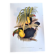 Illustration. Keel-billed Toucan by J. Gould – 33x49 cm – Antique bird print