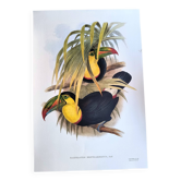 Illustration. Keel-billed Toucan by J. Gould – 33x49 cm – Antique bird print