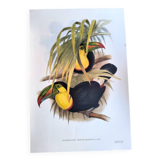 Illustration. Keel-billed Toucan by J. Gould – 33x49 cm – Antique bird print