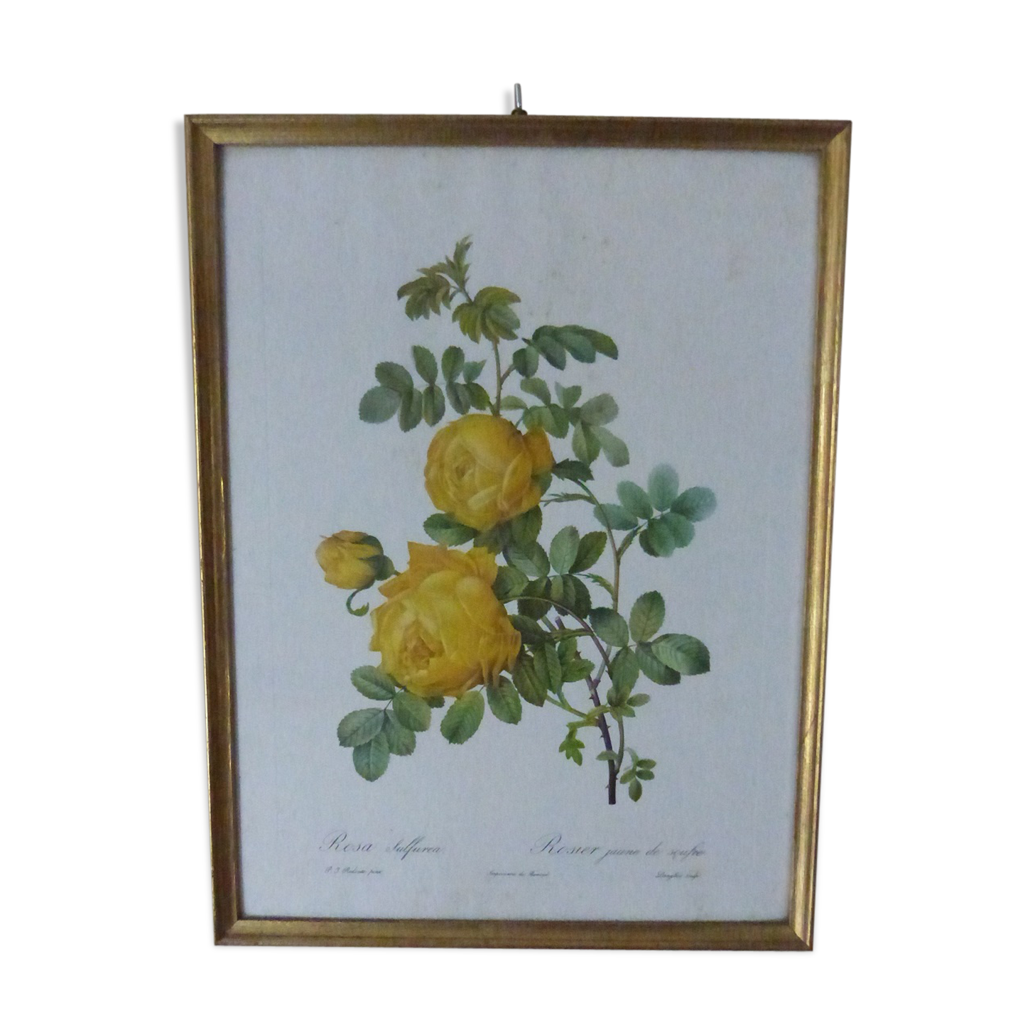 Frame Rosa Sulfurea PJ Redouté