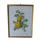 Frame Rosa Sulfurea PJ Redouté