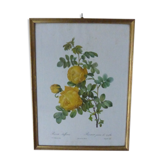 Frame Rosa Sulfurea PJ Redouté