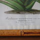 Cadre lithographie botanique plante exotique