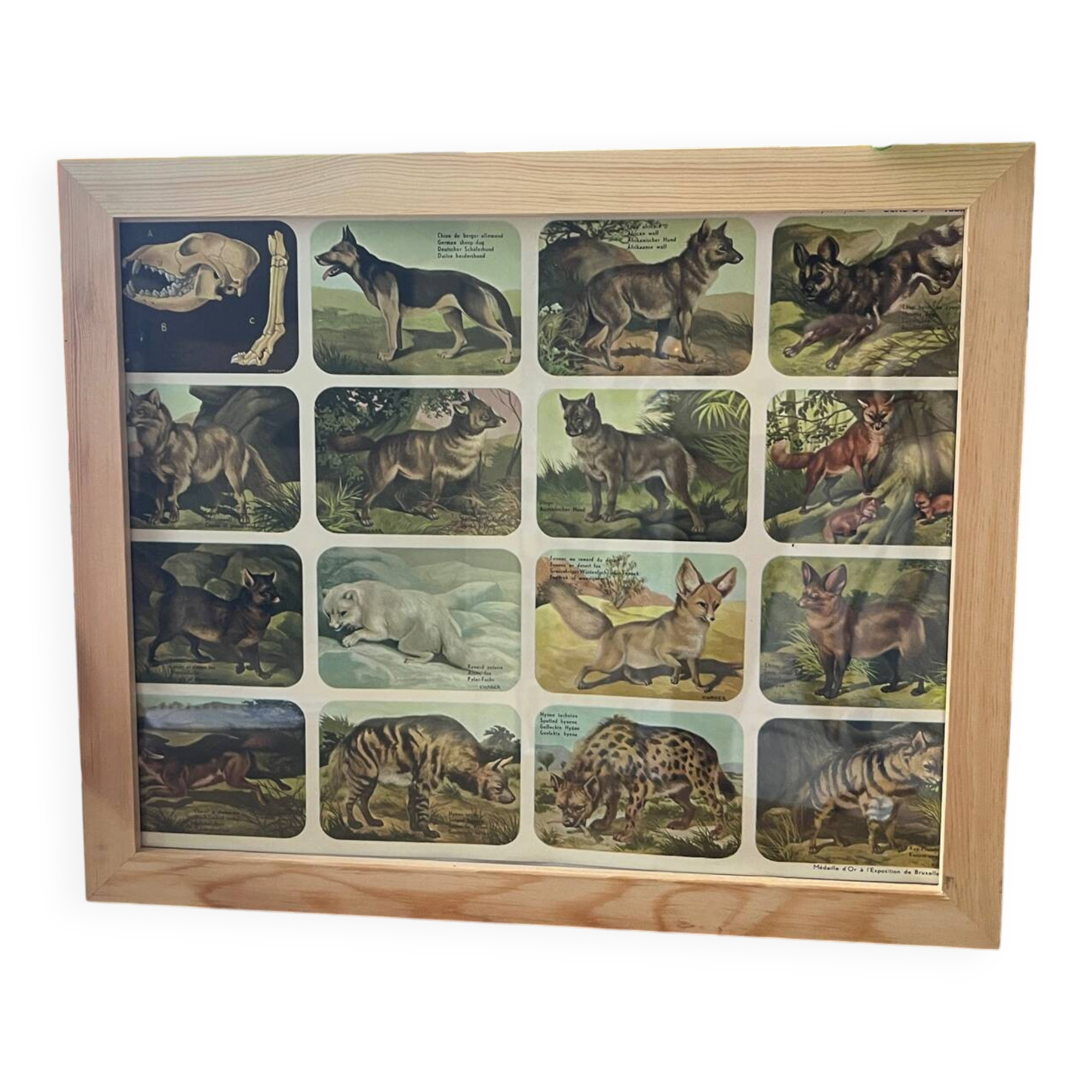 Affiche animalière ancienne