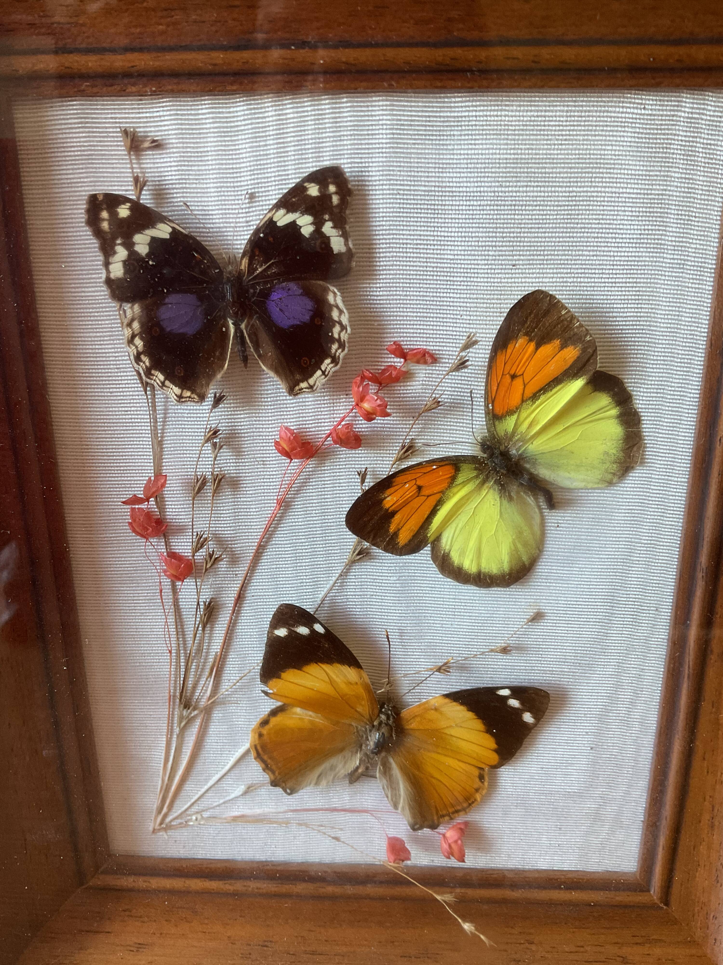 Lot de deux cadres papillons vintage