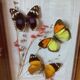 Lot de deux cadres papillons vintage