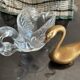 Swan