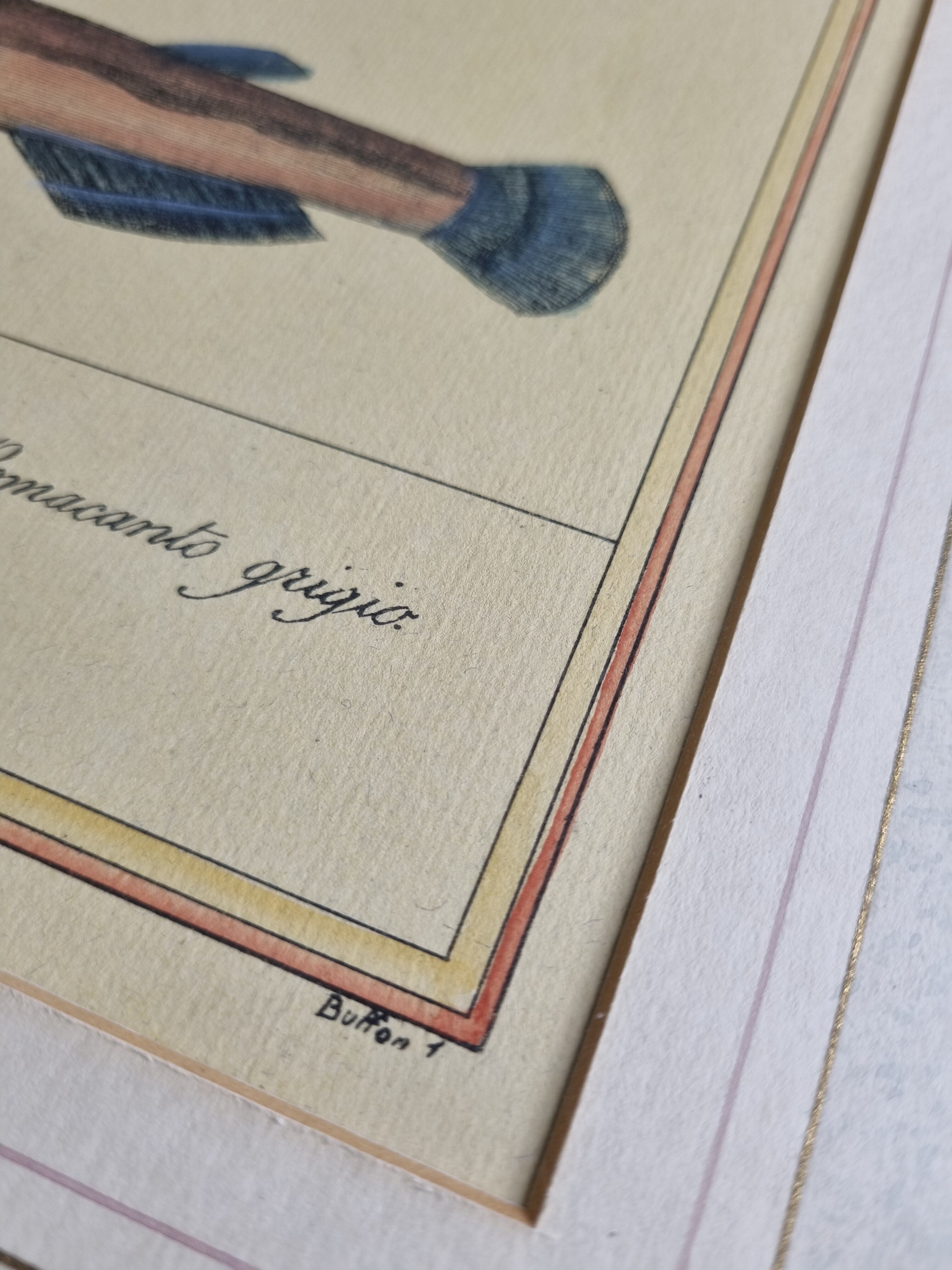 Ichthyological plate after Buffon, nineteenth century, framed