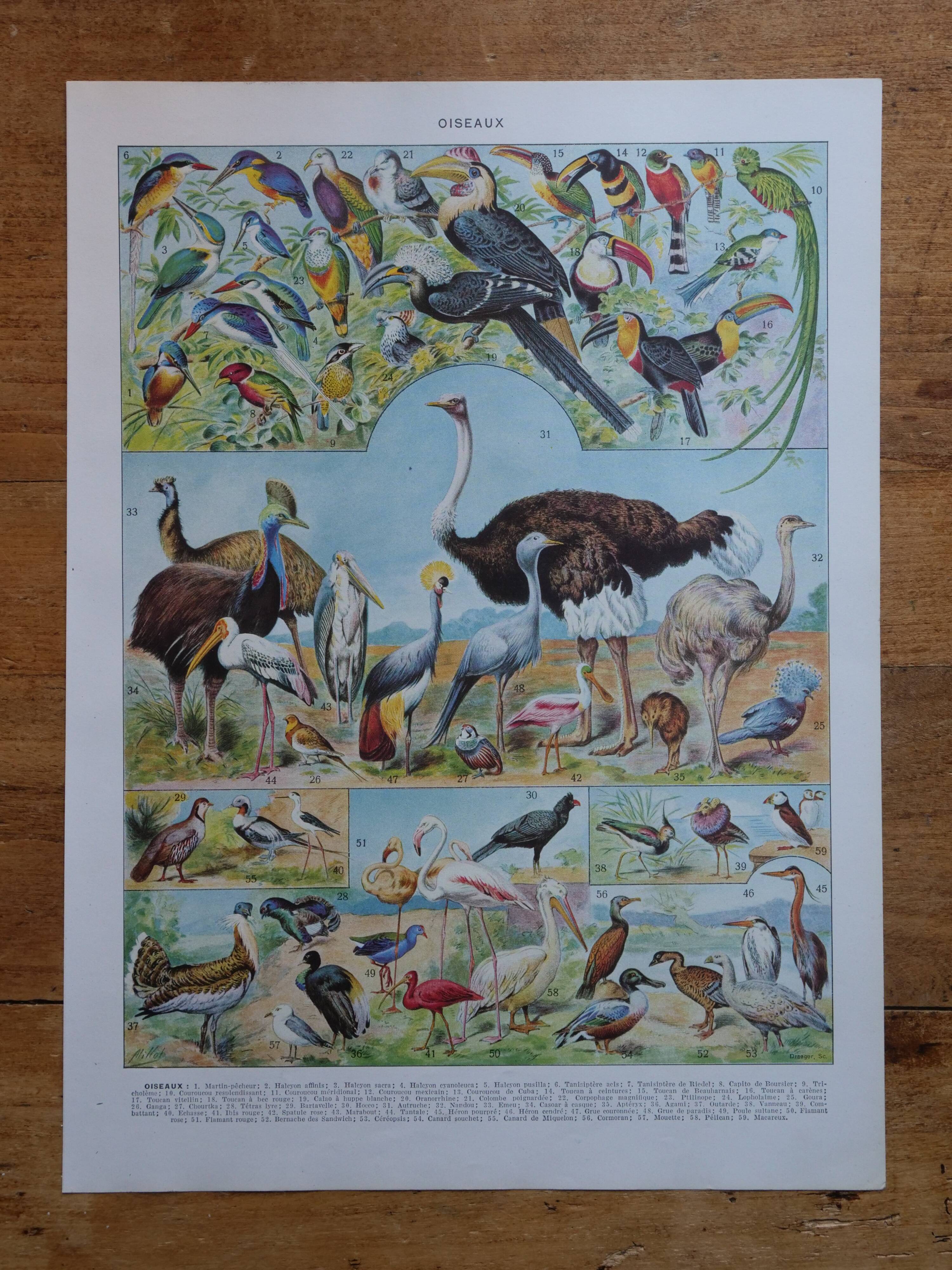 Original lithographs on birds
