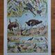 Original lithographs on birds