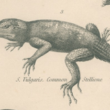 Antique engraving on reptiles : various lizards, pl3, 1828