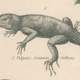 Gravure ancienne sur reptiles divers lézards pl3 1828