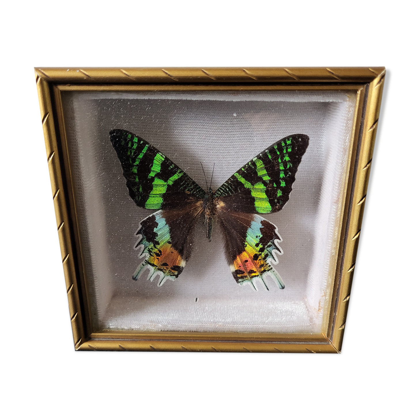 Naturalized butterfly framed