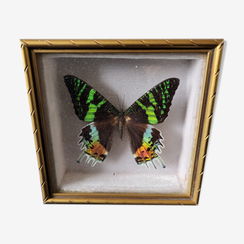 Naturalized butterfly framed