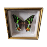 Naturalized butterfly framed