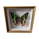 Naturalized butterfly framed