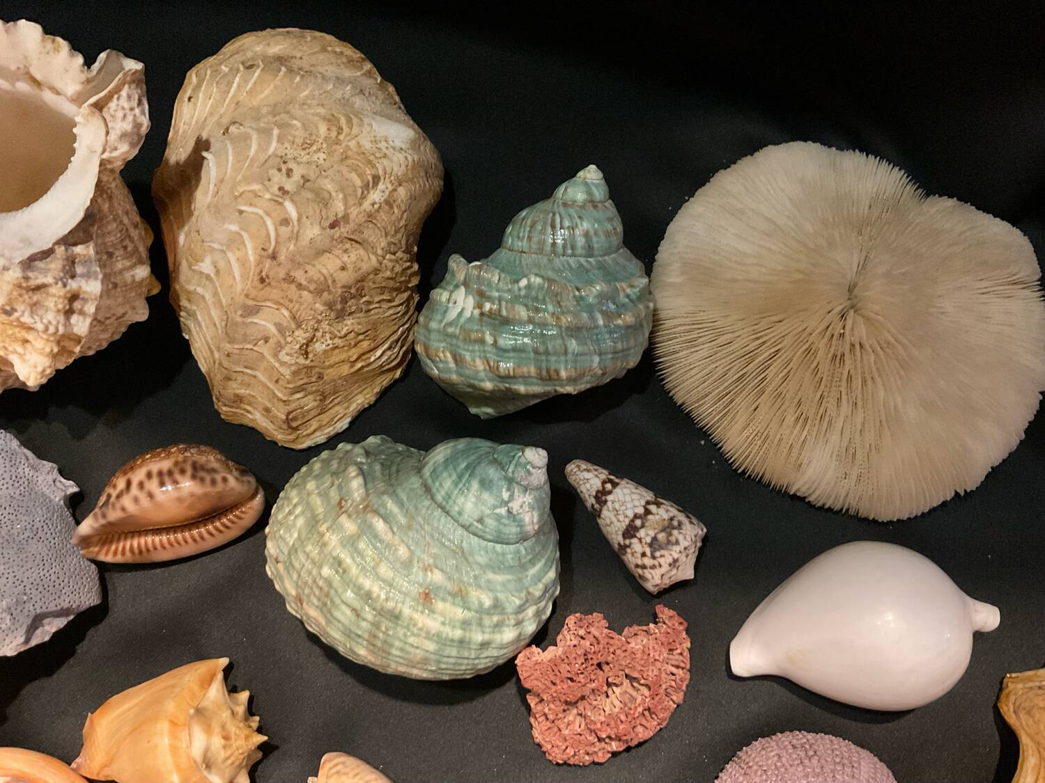 Shell collection