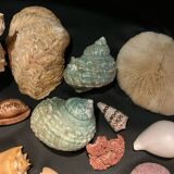 Shell collection