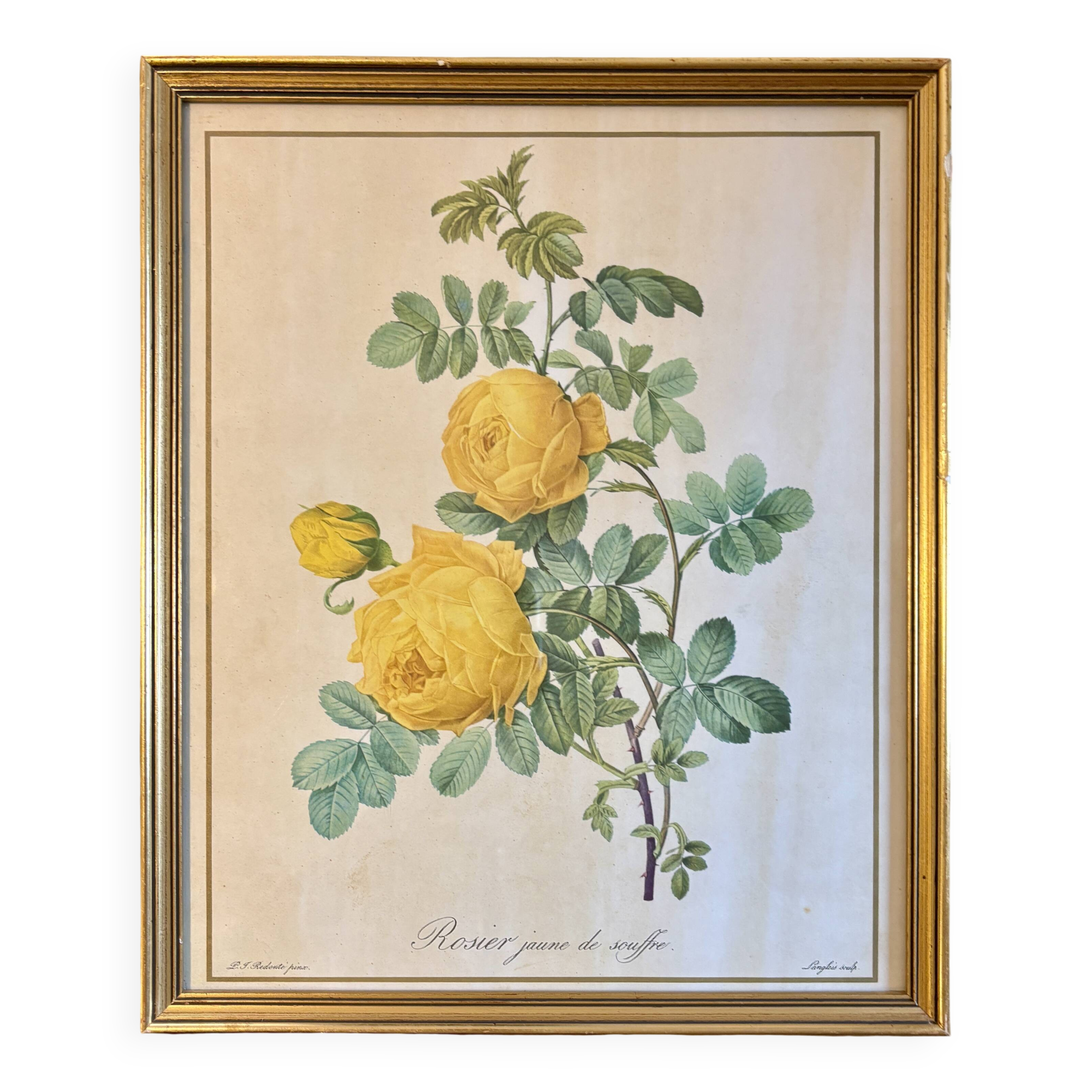 Old frame pink yellow Dreaded