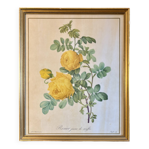 Cadre ancien rose jaune Redouté