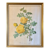 Old frame pink yellow Dreaded