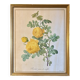 Cadre ancien rose jaune Redouté