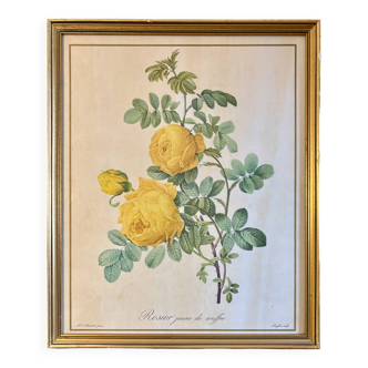 Old frame pink yellow Dreaded