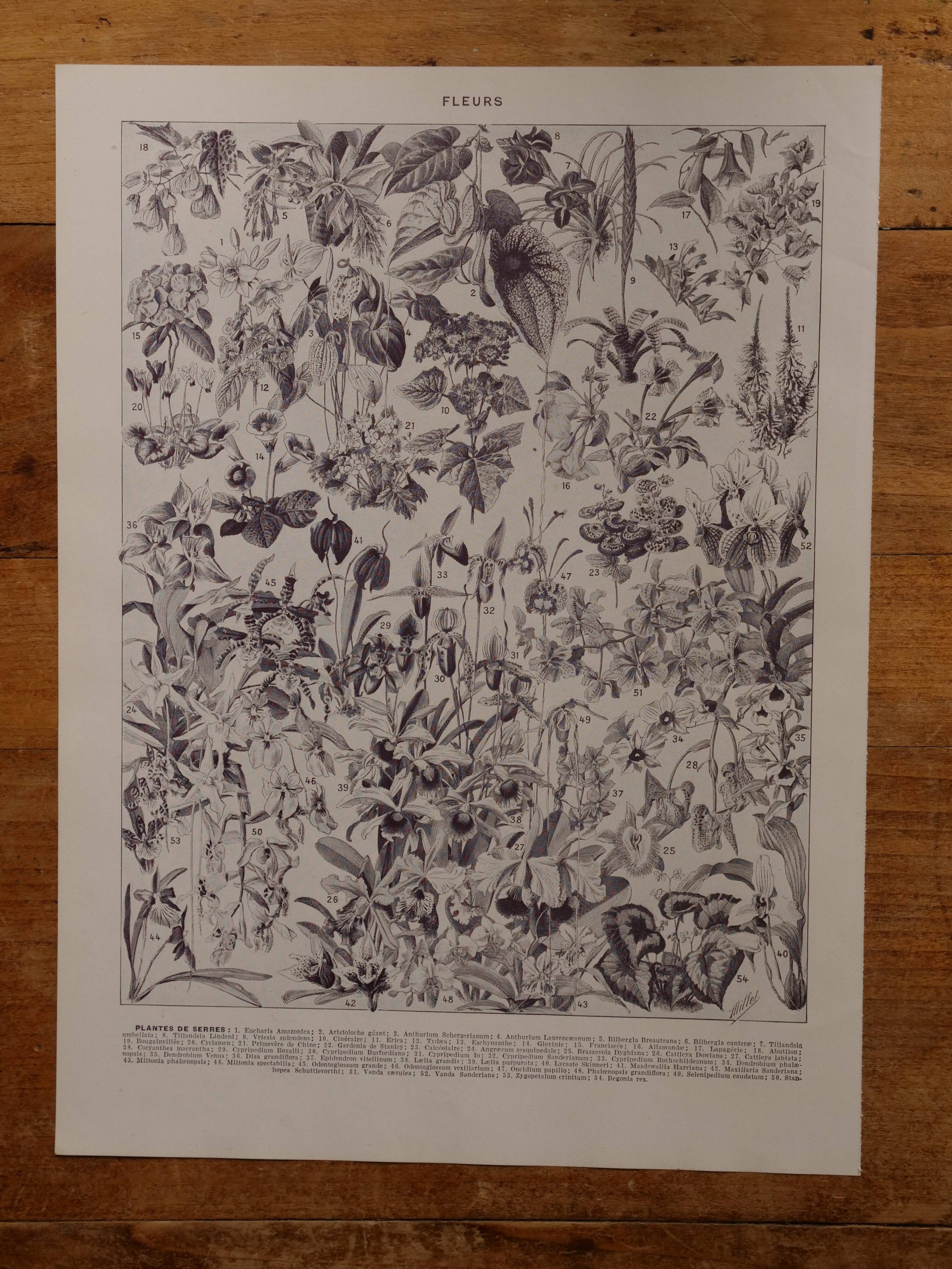Original lithographs on flowers