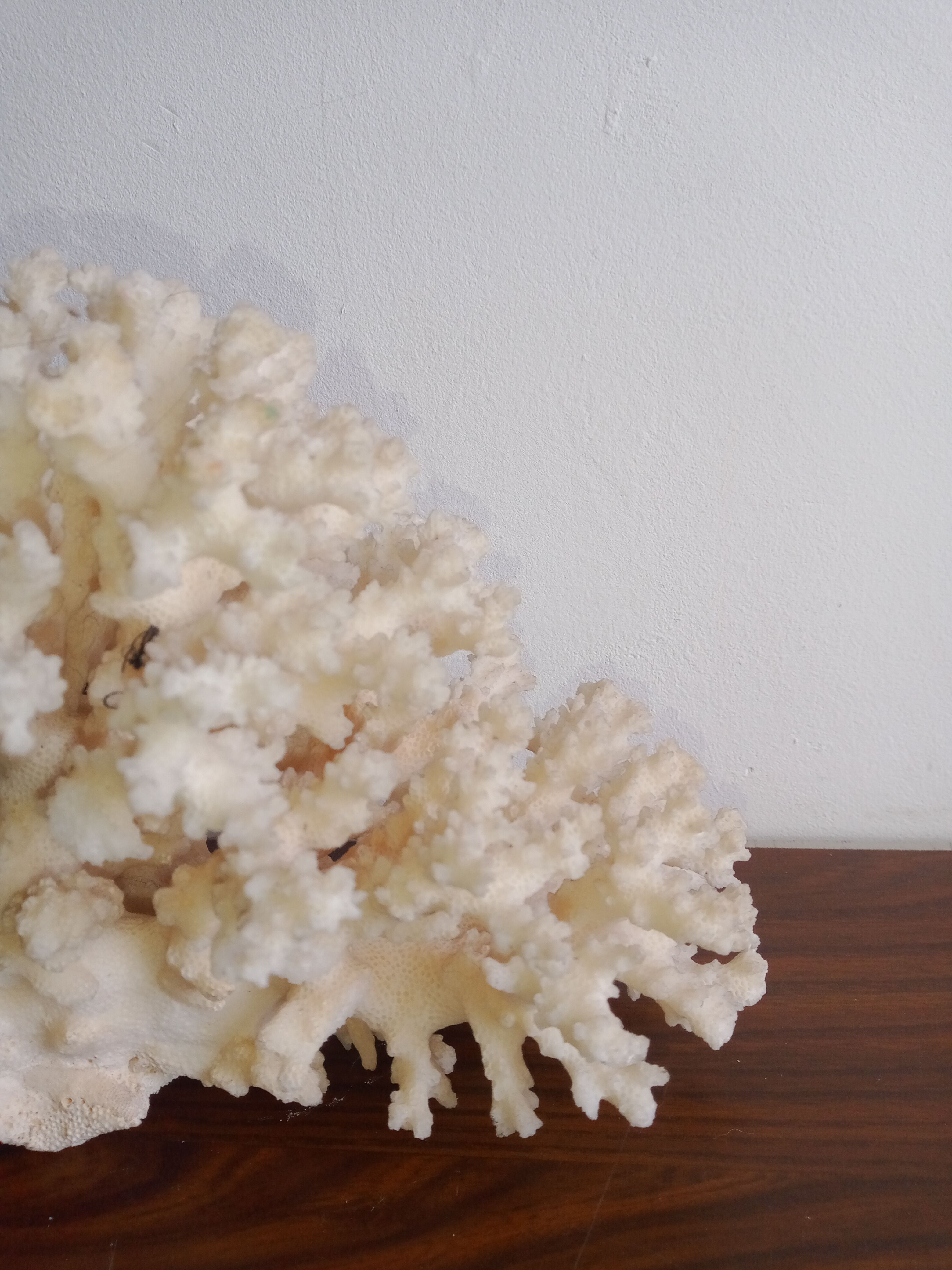 White coral